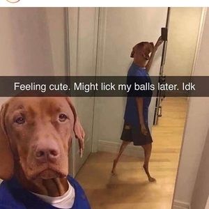 Meet your Posher, Felix